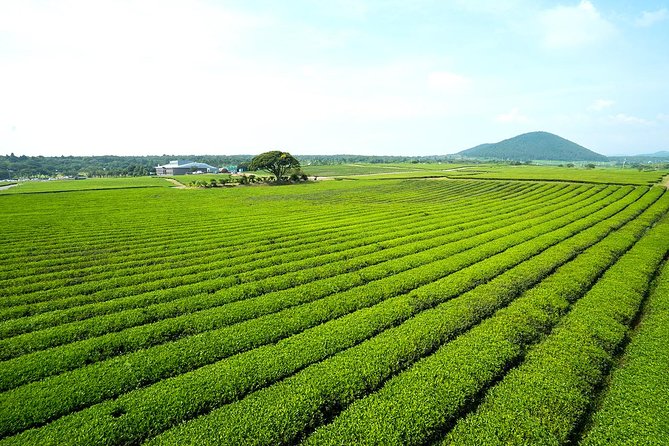 10day Small Group Discover Korea Tour : History, Food and Culture - Palaces, Markets, and Seoul After Dark