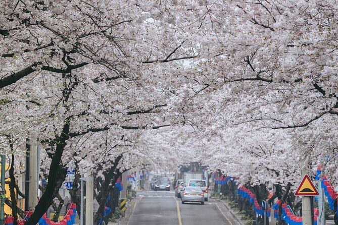 2026 Cherry Blossom East Day Tour in Jeju with UNESCO - Why the spring timing matters on Jeju