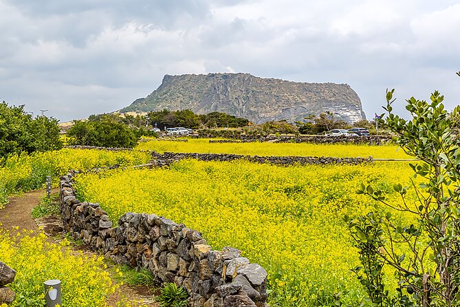 2026 Cherry Blossom East Day Tour in Jeju with UNESCO - Seongeup Folk Village and living Jeju traditions