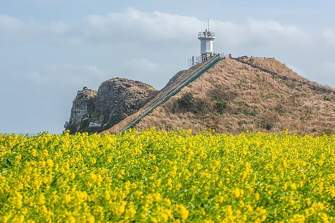 2026 Cherry Blossom East Day Tour in Jeju with UNESCO - Ilchul Land and the Micheon Cave attraction