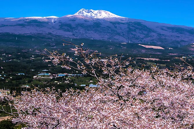 2026 Cherry Blossom East Day Tour in Jeju with UNESCO - Seopjikoji and the eastern coast