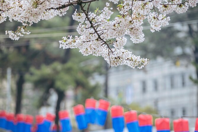 2026 Cherry Blossom East Day Tour in Jeju with UNESCO - Seongsan Ilchulbong, the UNESCO finale