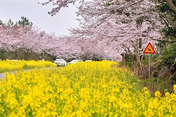 2026 Cherry Blossom East Day Tour in Jeju with UNESCO - What the $77.48 price really covers