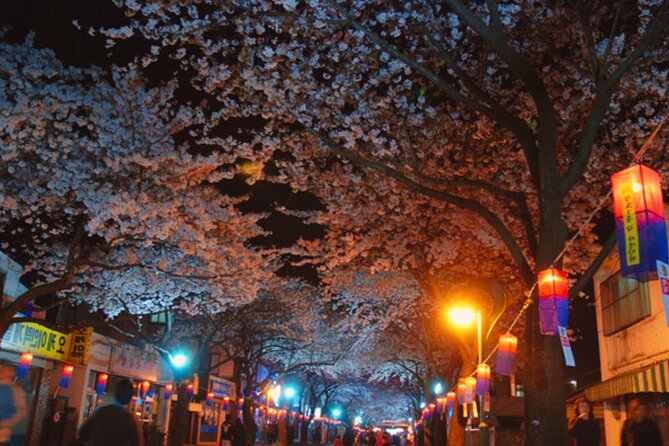 2026 Cherry Blossom East Day Tour in Jeju with UNESCO - Noksan-ro’s 10-kilometer flower corridor