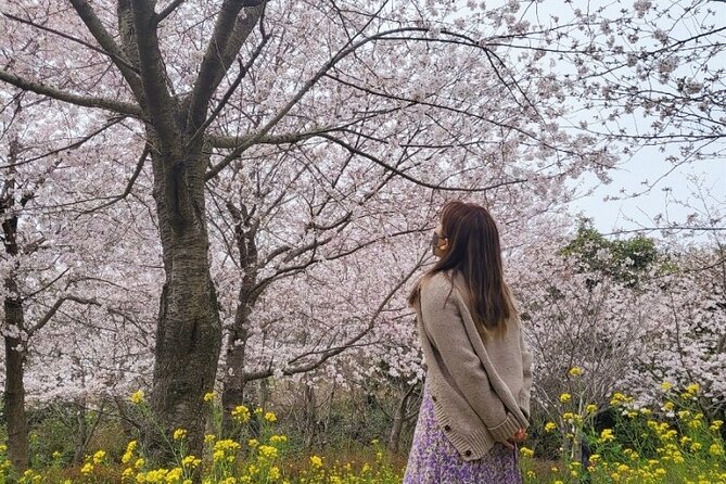 2026 JEJU Cherry Blossom West&South Full Day Tour with UNESCO - Six things to know before you book