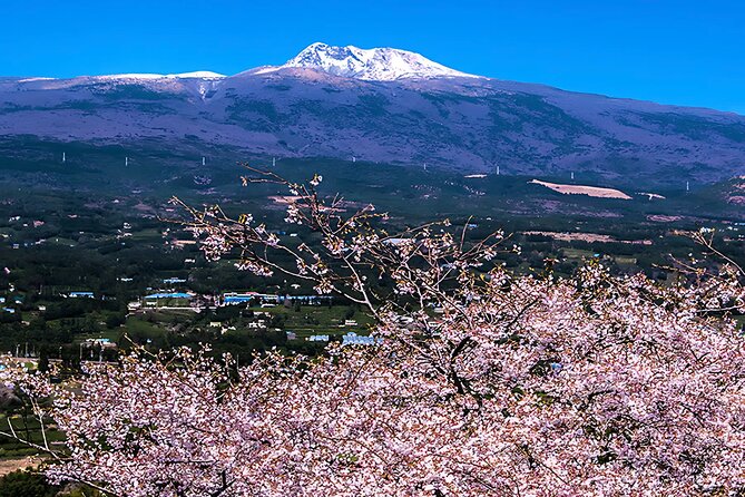 2026 JEJU Cherry Blossom West&South Full Day Tour with UNESCO - Why this route works for a short Jeju stay