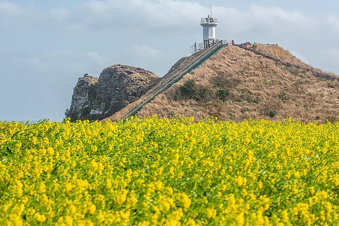 2026 JEJU Cherry Blossom West&South Full Day Tour with UNESCO - Nonjitmul Freshwater Beach and the Yerae coastal road