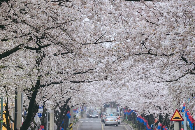 2026 JEJU Cherry Blossom West&South Full Day Tour with UNESCO - Yongmeori Coast: Jeju’s dragon-head shoreline