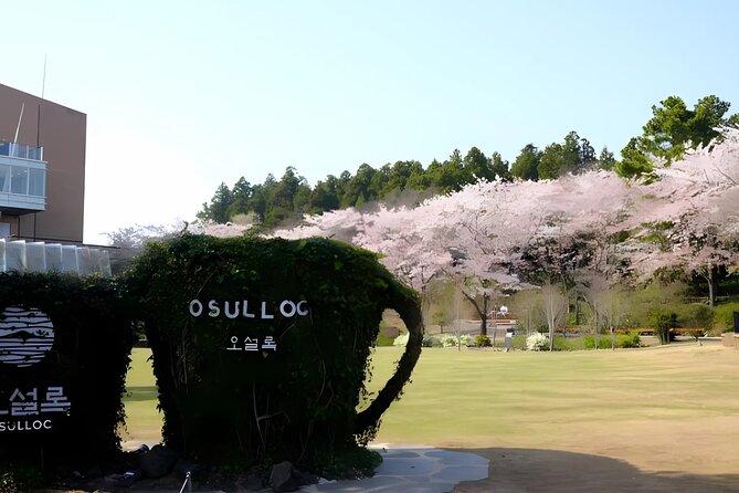 2026 JEJU Cherry Blossom West&South Full Day Tour with UNESCO - O’sulloc Tea Museum and Seogwangdawon