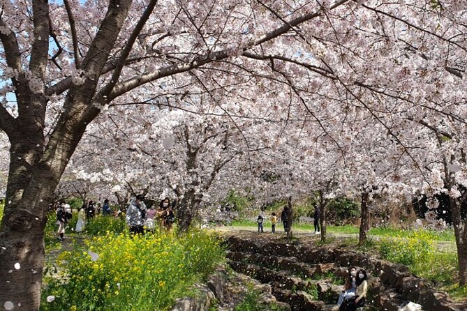 2026 JEJU Cherry Blossom West&South Full Day Tour with UNESCO - Eoseungsaengak: a short Hallasan hike with big views