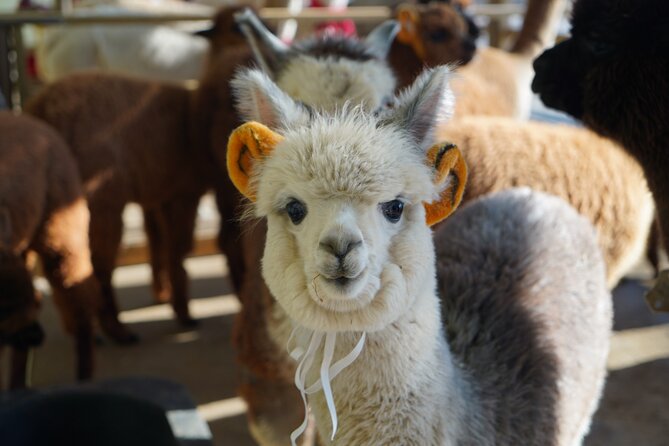 Alpaca, Nami, Eobi with Rail Bike or Strawberry - Meeting alpacas at Alpaca World