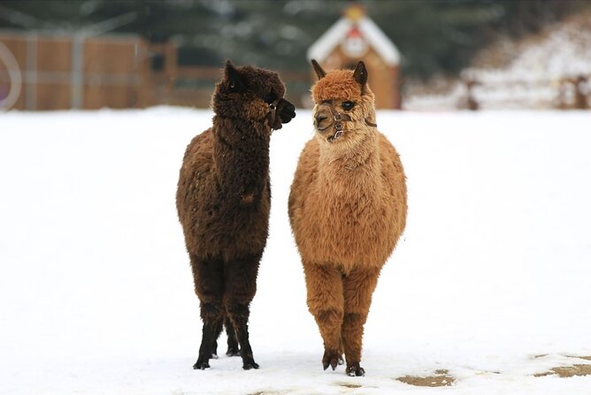 Alpaca World and Nami Island with Gangchon Rail Bike Tour - Nami Island: famous paths with a tight clock