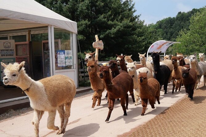 Alpaca World and Nami Island with Gangchon Rail Bike Tour - Gangchon Rail Park: the day’s most distinctive activity