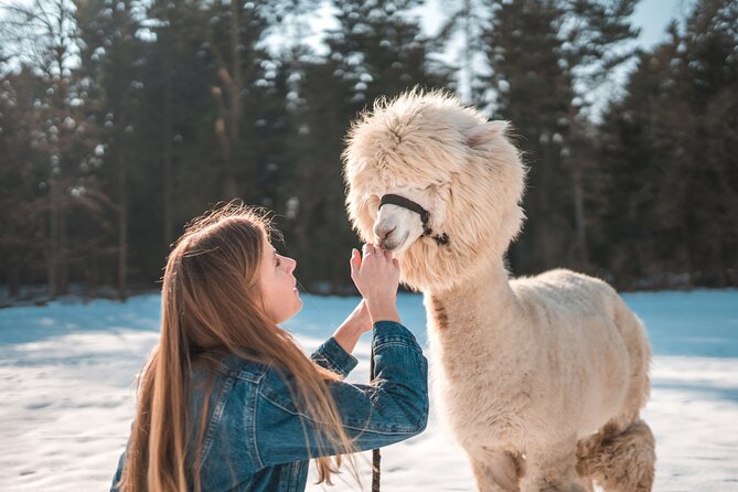 Alpaca World & Nami Island & Garden of Morning Calm One Day Tour - Guides, group size, and meeting details
