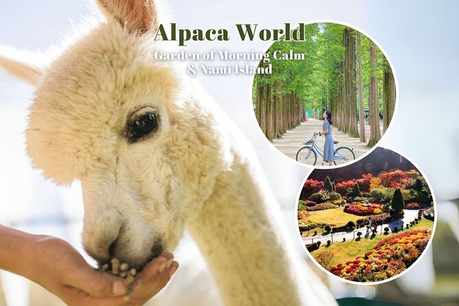 Alpaca World & Nami Island & Garden of Morning Calm One Day Tour - Nami Island: tree-lined paths and a famous Korean film setting