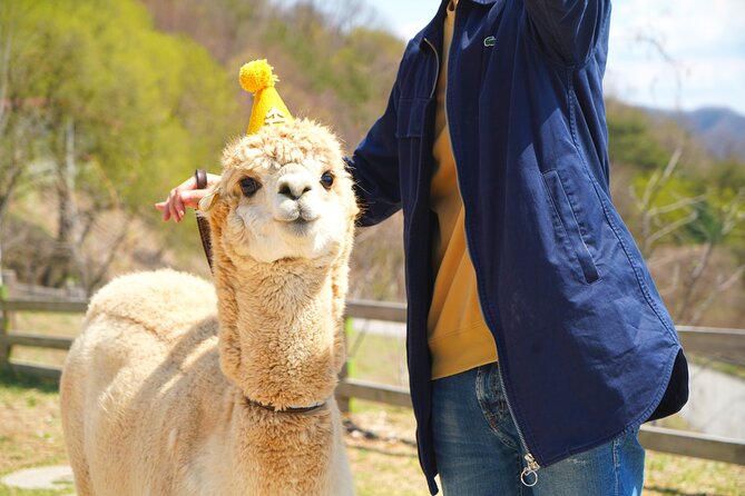 Alpaca World Tour with Nami Island (optional Railbike or Garden) - Alpaca World gives the day its personality