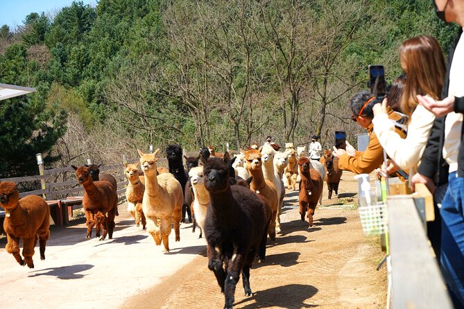 Alpaca World Tour with Nami Island (optional Railbike or Garden) - The Stay Healing Park brings a winter light show