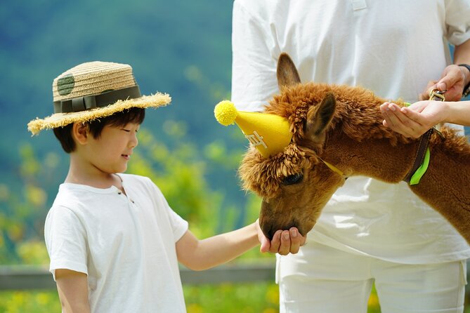 Alpaca World Tour with Nami Island (optional Railbike or Garden) - Pick the railbike for scenery and a little exercise