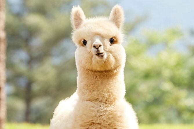 Alpaca World with Gangchon Rail Park One Day Tour - The guides and the pace of the day
