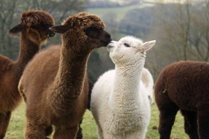 Alpaca World with Gangchon Rail Park One Day Tour - What to wear and what to prepare