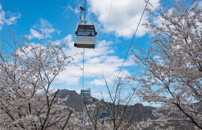 Busan: Hidden Gem Geoje & Oedo Botania Island & Cable car - Who should book this Geoje day trip?