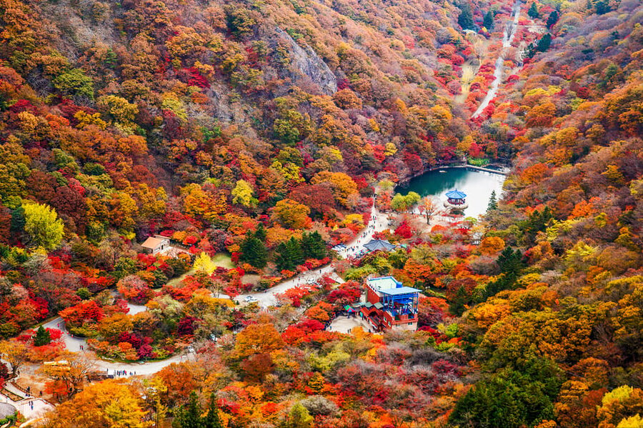 Busan: Naejangsan National Park Autumn Foliage One Day Tour - Key Points at a Glance