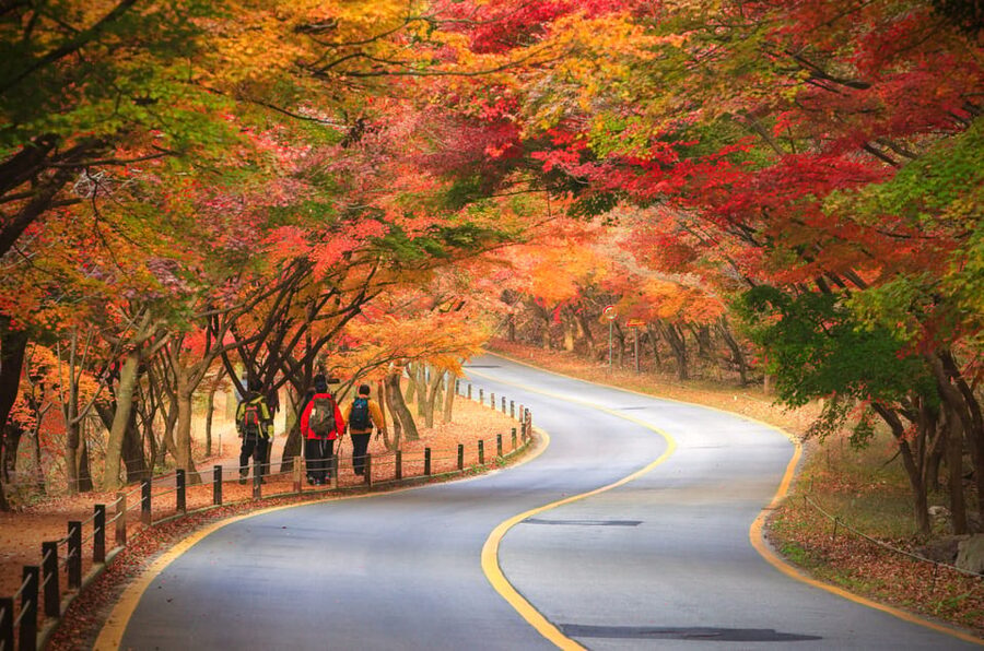 Busan: Naejangsan National Park Autumn Foliage One Day Tour - Riding the Shuttle Into Naejangsan