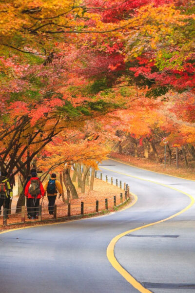 Naejangsan National Park Autumn Foliage One Day Tour