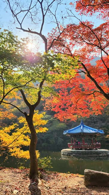 Busan: Naejangsan National Park Autumn Foliage One Day Tour - Choosing Between a Stroll, a Hike, or a Camera Stop