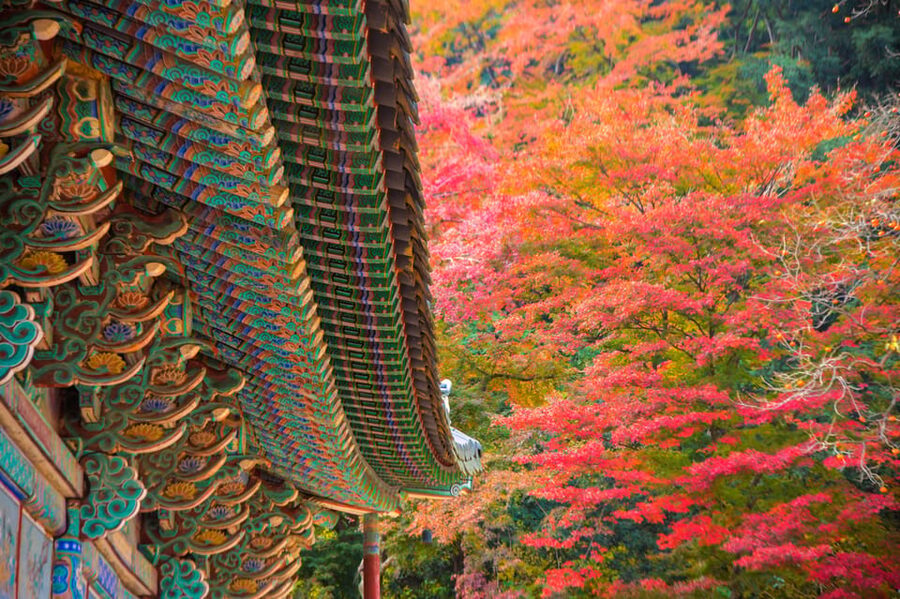 Busan: Naejangsan National Park Autumn Foliage One Day Tour - Making Time for Lunch Near the Park