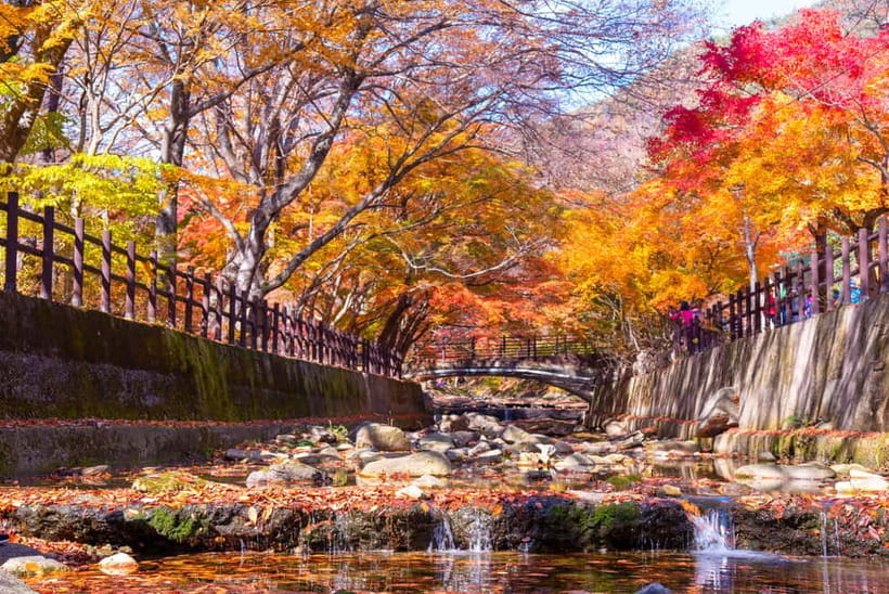 Busan: Naejangsan National Park Autumn Foliage One Day Tour - What the $46 Price Really Covers