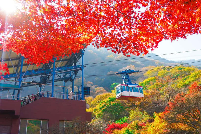Busan: Naejangsan National Park Autumn Foliage One Day Tour - The Main Drawback: Too Little Time for a Big Park