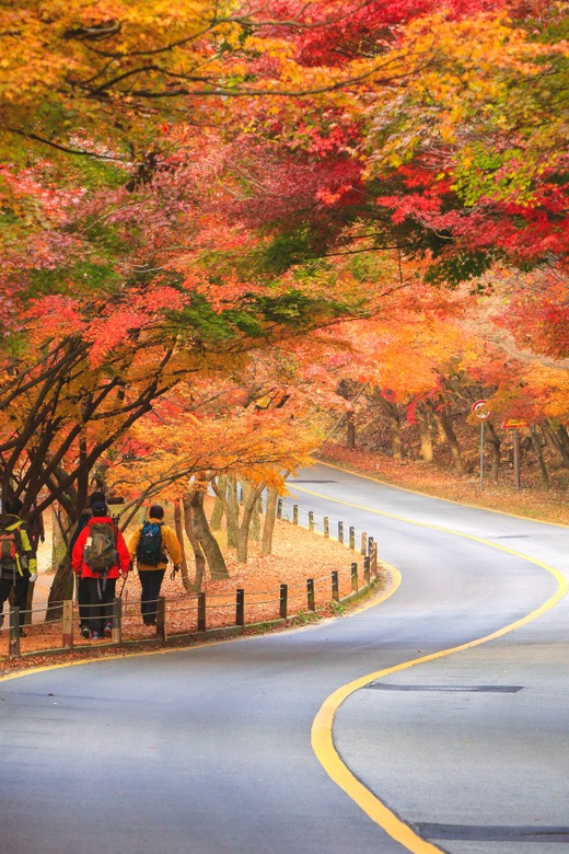 Busan: Naejangsan National Park Autumn Foliage One Day Tour - Leaving Busan for a Full Day in the Mountains