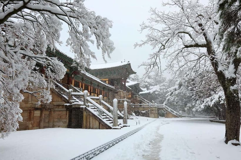Busan: Winter Healing Park and (Gyeongju/Daegu) One Day Tour - Who should choose Gyeongju and who should choose Daegu