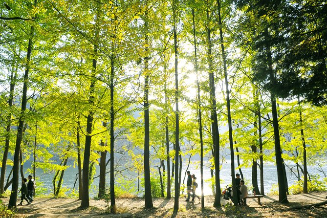 Day Trip to Nami Island with Rail bike and The Garden of Morning Calm - Pedaling the Gangchon Rail Bike route