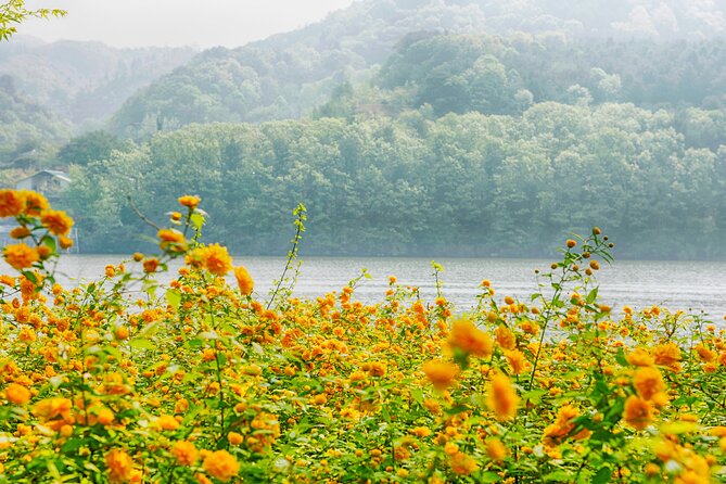 Day Trip to Nami Island with Rail bike and The Garden of Morning Calm - What to bring and how to plan