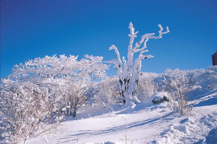 East Jeju: Day Tour with Seongsan Peak & Haenyeo Performance - Key points at a glance