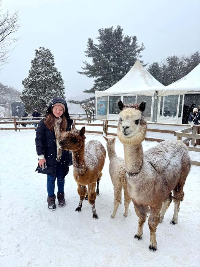Eobi Ice Valley & Nami (+ Light Festival, Railbike, Alpaca) - Key points to know before booking