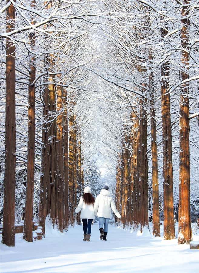 Eobi Ice Valley & Nami (+ Light Festival, Railbike, Alpaca) - Nami Island, Korea’s most romantic stop