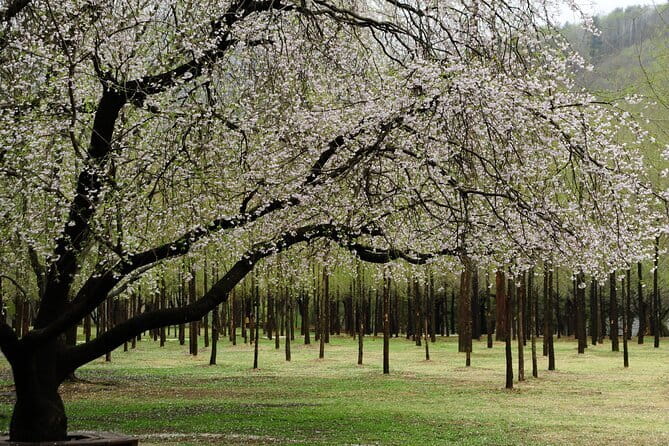 Eobi+Nami+Hanbok Tour with Rail Bike or Strawberry Option - Why this Seoul day trip works