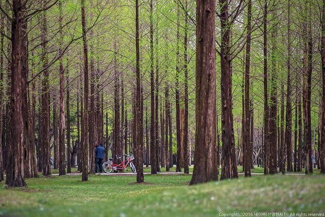 Eobi+Nami+Hanbok Tour with Rail Bike or Strawberry Option - Eobi Ice Valley, a short but striking winter stop
