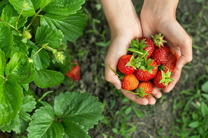 Eobi Valley(Winter), Strawberry, Nami Island & Railbike fr Seoul - The road from Seoul to the strawberry farm