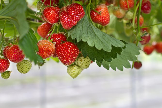 Eobi Valley(Winter), Strawberry, Nami Island & Railbike fr Seoul - How the timing shapes the day