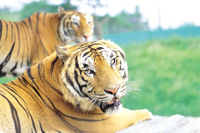 Everland Amusement Park with free-ride Ticket - Unlimited rides across more than 40 attractions