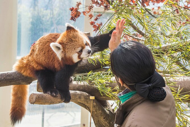 Everland Theme Park Admission Ticket with Transfer from Seoul - Rides for serious thrill seekers