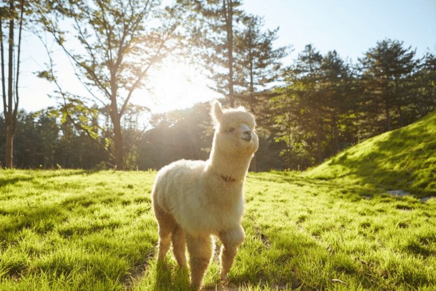 From Seoul: Full Day Trip to Alpaca Farm with Rail Bike - Vivaldi Park’s new luge ride