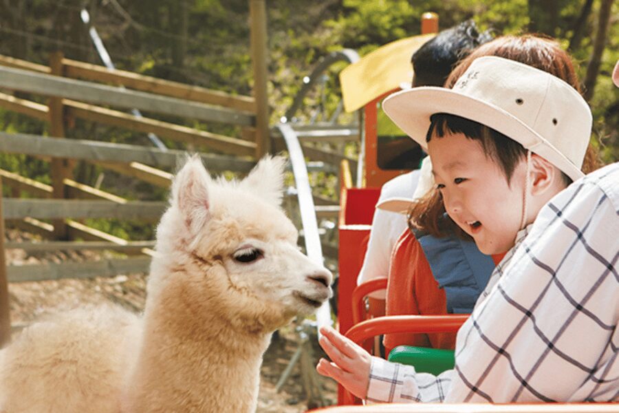 From Seoul: Full Day Trip to Alpaca Farm with Rail Bike - Lunch and the real shape of the day