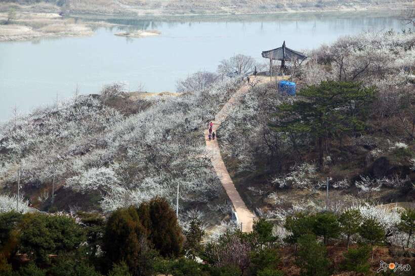 From Seoul: Korea Spring Cherry Blossom Day Tour - One spring tour, several very different routes