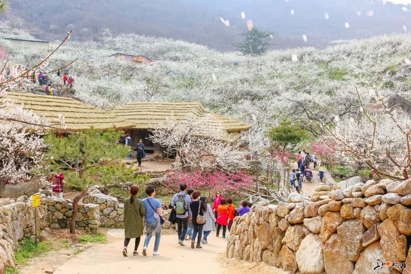 From Seoul: Korea Spring Cherry Blossom Day Tour - Gwangyang Maehwa Village and the white early-spring bloom
