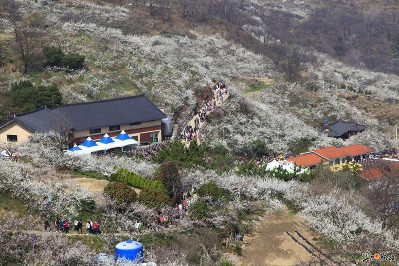 From Seoul: Korea Spring Cherry Blossom Day Tour - Maisan Mountain and its twin peaks